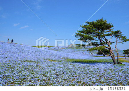 ネモフィラ　国営ひたち海浜公園のネモフィラ 15188521