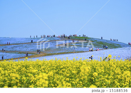 ネモフィラ 国営ひたち海浜公園のネモフィラ ネモフィラ 国営ひたち海浜公園のネモフィラ 15188536