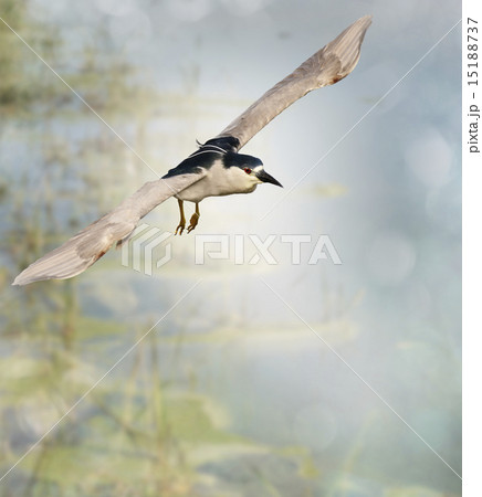 Black-crowned Night Heron 15188737