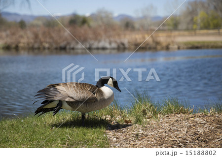 カナダ鴨 15188802
