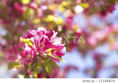 りんごの花 15188826