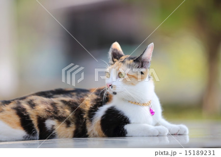 Cat 15189231