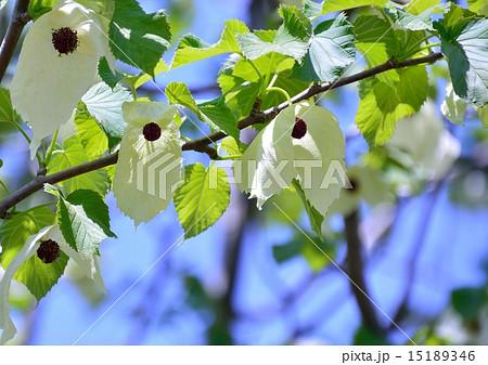 珍しいハンカチの木の花は清々しい気持ちにしてくれます 珍しいハンカチの木の花は清々しい気持ちにしてくれます 15189346