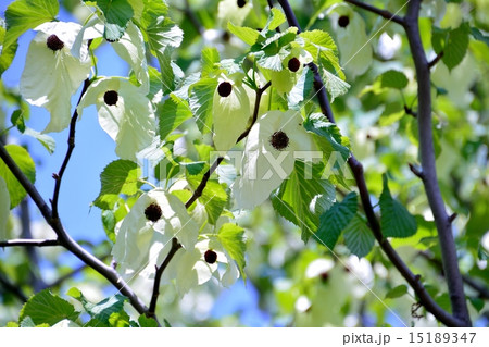 珍しいハンカチの木の花は清々しい気持ちにしてくれます 15189347