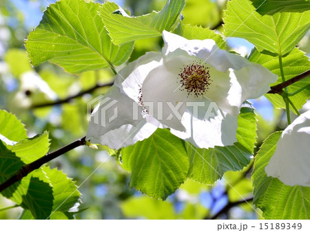 珍しいハンカチの木の花は清々しい気持ちにしてくれます 15189349