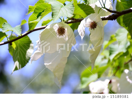 珍しいハンカチの木の花は気持ちを明るく清々しくしてくれます 珍しいハンカチの木の花は気持ちを明るく清々しくしてくれます 15189381