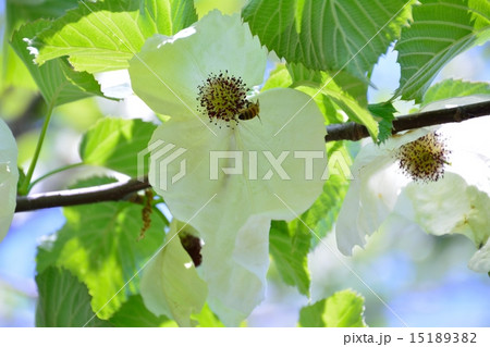 珍しいハンカチの木の花は気持ちを明るく清々しくしてくれます 珍しいハンカチの木の花は気持ちを明るく清々しくしてくれます 15189382