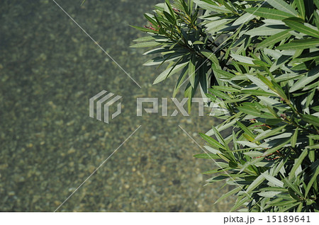 水辺のキョウチクトウ 15189641