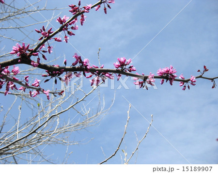 アメリカハナズオウ　フォレストパンジー 15189907