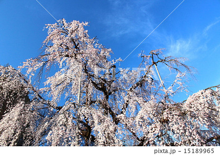 しだれ桜 15189965