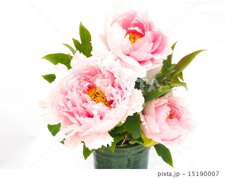 花瓶に生けられた薄ピンクの牡丹の写真素材