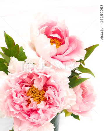 薄ピンクの牡丹の花の写真素材