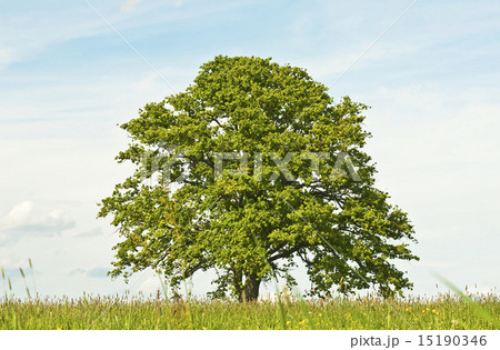 oak in spring oak in spring 15190346