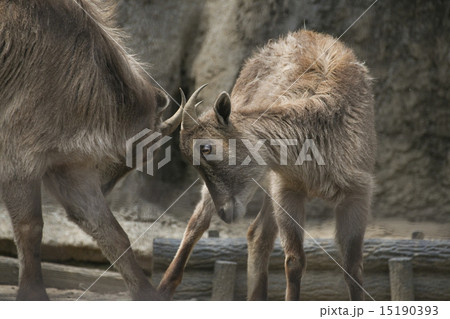 ヒマラヤタール 15190393