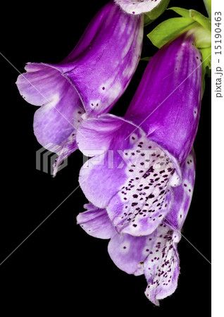 purple foxglove,  medicine plant 15190463