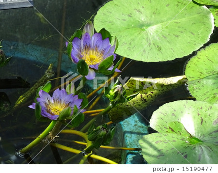 咲くやこの花館の花たち 咲くやこの花館の花たち 15190477