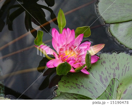 咲くやこの花館の花たち 咲くやこの花館の花たち 15190478