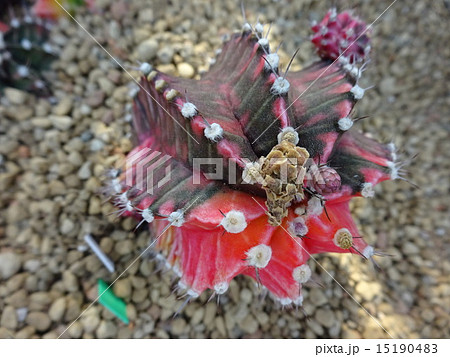 咲くやこの花館の花たち 15190483