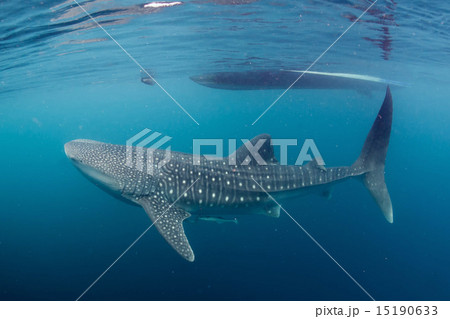 Whale Shark close up underwater portrait 15190633