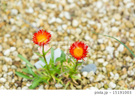 エリゲロン オーランティアクス エリゲロン オーランティアクス 15191003