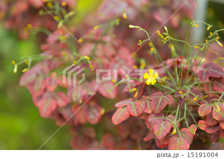 オキサリス ヘディサロイデス ルブラ オキサリス ヘディサロイデス ルブラ 15191004