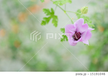 驚くばかりブルー ハイビスカス 最高の花の画像