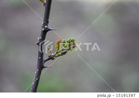 花山椒 花山椒 15191397