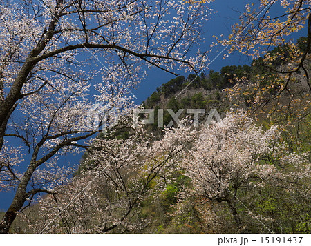 屏風岩公苑の桜 15191437