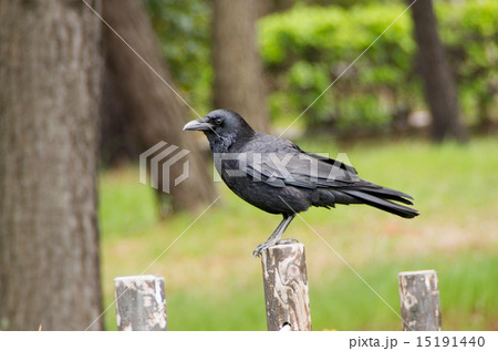 カラス 15191440