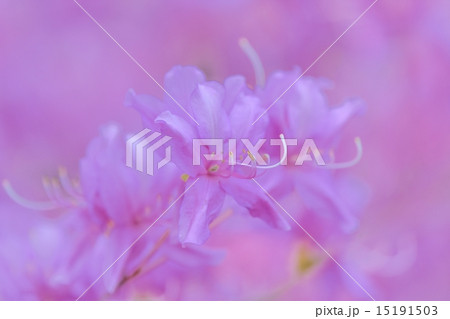 ミツバツツジ ミツバツツジ 15191503