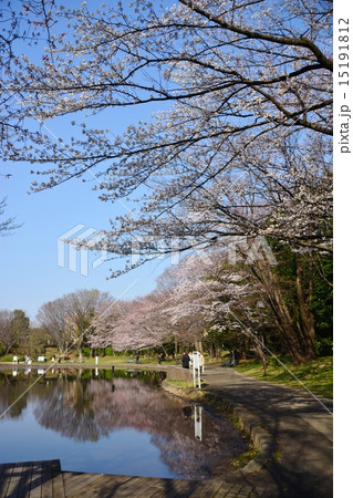 せせらぎ公園の桜 せせらぎ公園の桜 15191812