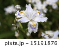 シャガ（著莪）の花　開花　東京・上野恩賜公園  ① 15191876