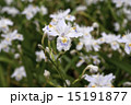 シャガ（著莪）の花　開花　東京・上野恩賜公園  ② 15191877