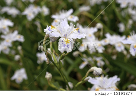シャガ（著莪）の花　開花　東京・上野恩賜公園  ② 15191877