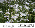 シャガ（著莪）の花　開花　東京・上野恩賜公園  ③ 15191878