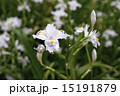 シャガ（著莪）の花　開花　東京・上野恩賜公園  ④ 15191879