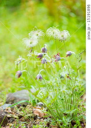 オキナグサ オキナグサ 15191896