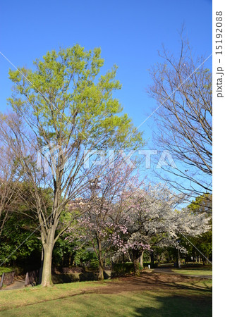 都筑区の緑道　くさぶえのみち 15192088