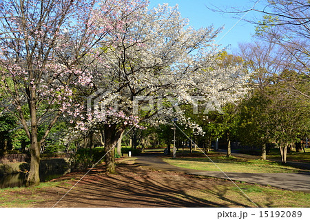 都筑区の緑道　くさぶえのみち 15192089