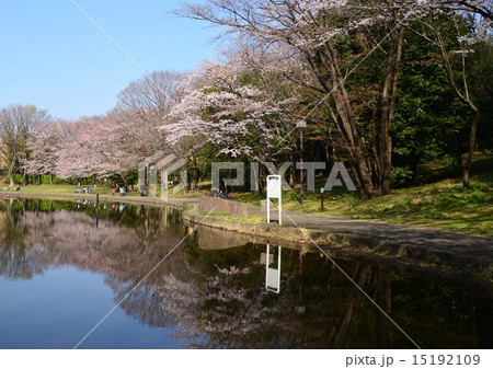 せせらぎ公園の桜 15192109