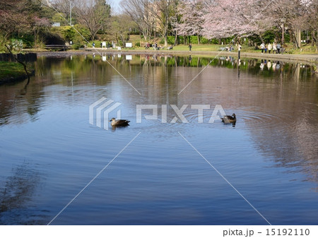 せせらぎ公園の桜 15192110