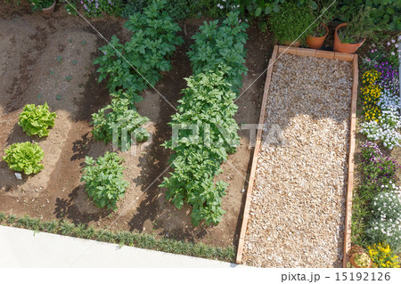 ガーデニング 家庭菜園の写真素材