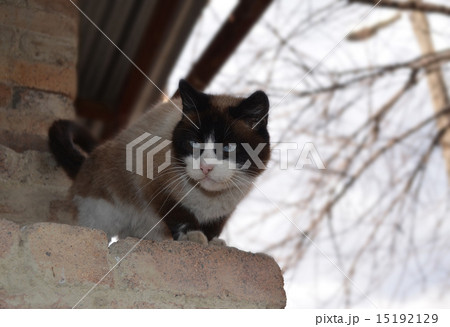 Siamese cat with blue eyes Siamese cat with blue eyes 15192129