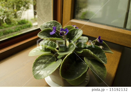 Blooming violets in ceramic pot on the windowsill Blooming violets in ceramic pot on the windowsill 15192132
