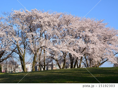 中川八幡山公園の桜の写真素材