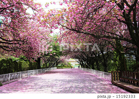 馬事公苑の桜 15192333