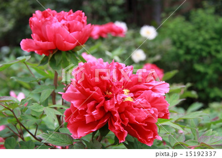 牡丹 牡丹 15192337
