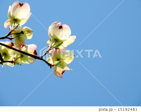 ハナミズキ 15192481