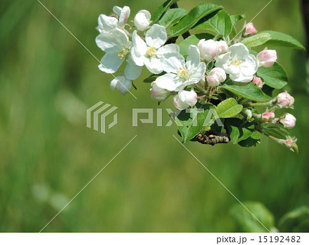 ヒメリンゴの花 15192482