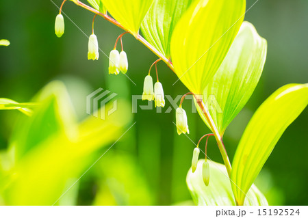 ナルコラン ナルコラン 15192524